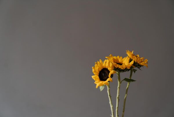 tournesol fond gris